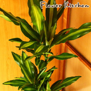 yK̖؁zhZi WF ̔A yDracaena Jellez 7 IׂϗtAyJStzy󂯎MtzĂ₷ Ԕ A ̔ a JX j zj Vzj CeA K