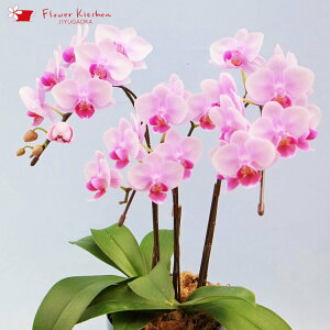 胡蝶蘭 生花の通販 価格比較 価格 Com