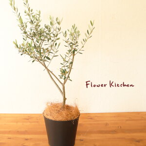 (ϗt)w I[u 6 { uLubNEhJo[t 󂯎MEV@ەtx Mtg ϗtA I[u̖ c A ̔ a JX z zj Vzj CeA F