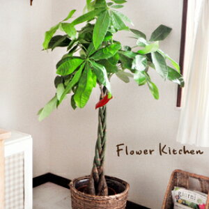 (ϗt) w pL̔A8 JStxy^TCYz ϗtA pL Ă₷ Ԕ A a JX z j Vzj CeA 05P23Apr16 FKTK