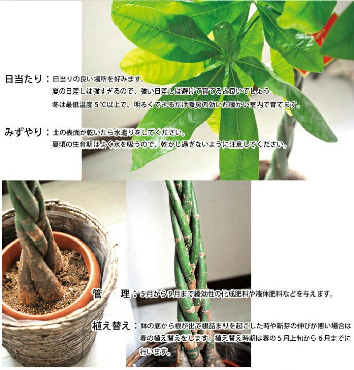 楽天市場 観葉 楽天１位 パキラ の鉢植え8号鉢 カゴ付き 大型サイズ 観葉植物 パキラ 育てやすい 花鉢 鉢植え 誕生日 開店 引越し 祝 新築祝 インテリア 楽ギフ 包装 05p23apr16 Fktk Flowerkitchen For Business