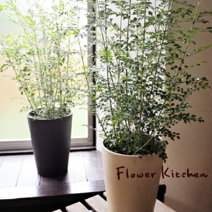 楽天市場 観葉 季節の花鉢シリーズ シマトネリコ 選べるカラー 円錐ポット トネリコ シマトネリコ 送料無料 ギフト 育てやすい 観葉植物 インテリア 鉢植え 開店 引越し 祝い 引越し祝い 新築祝い 誕生日 あす楽 日曜営業 水合わせの儀 Fktk Flowerkitchen