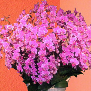 Yn̉ԃMtgyA-134zy~fBӒ 琢E20{ 13픫 zŖm̌Ӓ R`Ej/a/җ//Ď//LO//A/LOi/