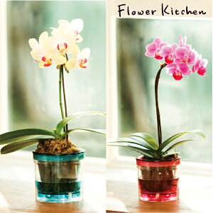 Yn̉ԃMtgy}CNӒ ANA|bg 1{ 2.5 ʋ|bgzŖm̌Ӓ R`Ej/a/җ//Ď//LO//A/L