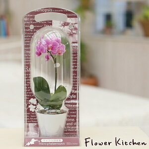 Yn̉ԃMtgy}CNӒ JvZ 1{ 2.5 sNn܂zŖm̌Ӓ R`Ej/a/җ//Ď//LO//A/LO