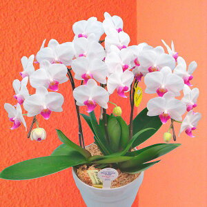 Yn̉ԃMtgyA-121zy~fBӒ 3{ 6픫 zCgn܂zŖm̌Ӓ R`Ej/a/җ//Ď//LO//A/