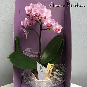 Yn̉ԃMtgye[uӒ 3 1{ p 픫 zŖm̌Ӓ R`E  r ~ ފ 蕨  Mtg@yA-32