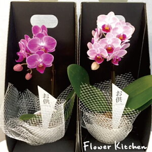 Yn̉ԃMtgy}CNӒ 2.5 1{ p 픫 zŖm̌Ӓ R`E  r ~ ފ 蕨  MtgyA-