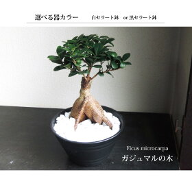 ★観葉植物★『ガジュマル7寸白セラート鉢or黒セラート鉢受け皿つき/白玉砂利つき』多幸の樹/幸福の樹/インテリア/鉢植え/開店/引越し/祝い/引越し祝い/新築祝い/誕生日/ガジュマル/グリーン/観葉/ギフト/誕生日【あす楽_日曜営業】