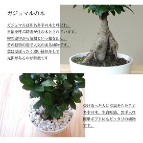 ★観葉植物★『ガジュマル7寸白セラート鉢or黒セラート鉢受け皿つき/白玉砂利つき』多幸の樹/幸福の樹/インテリア/鉢植え/開店/引越し/祝い/引越し祝い/新築祝い/誕生日/ガジュマル/グリーン/観葉/ギフト/誕生日【あす楽_日曜営業】