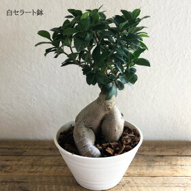 ★観葉植物★『ガジュマル7寸白セラート鉢or黒セラート鉢受け皿つき/白玉砂利つき』多幸の樹/幸福の樹/インテリア/鉢植え/開店/引越し/祝い/引越し祝い/新築祝い/誕生日/ガジュマル/グリーン/観葉/ギフト/誕生日【あす楽_日曜営業】