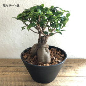 ★観葉植物★『ガジュマル7寸白セラート鉢or黒セラート鉢受け皿つき/白玉砂利つき』多幸の樹/幸福の樹/インテリア/鉢植え/開店/引越し/祝い/引越し祝い/新築祝い/誕生日/ガジュマル/グリーン/観葉/ギフト/誕生日【あす楽_日曜営業】