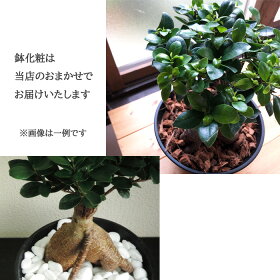 観葉植物ガジュマル7寸浅鉢セラート鉢多幸の樹幸福の樹インテリア鉢植え開店引越し祝い引越し祝い新築祝い誕生日ガジュマルグリーン観葉ギフト誕生日FKTK