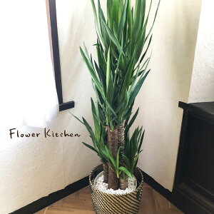 (観葉) ユッカ 8号鉢 北欧スタイルカゴ 【全国送料無料】育てやすい 鉢植え 御祝 開店祝 開業祝 新築祝 引越祝 結婚祝 新生活 インテリア セラアート鉢 大型 インテリア 開店祝い おしゃれ