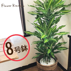楽天市場 ドラセナ 幸福の木の通販