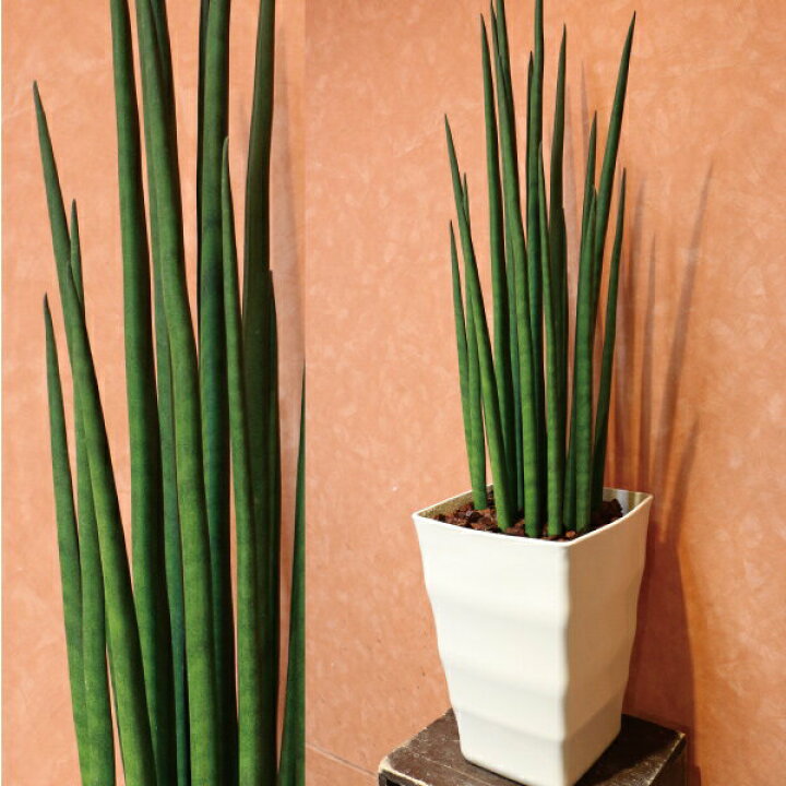 楽天市場 サンスベリア バキュラリス ミカド 送料無料 多肉植物 サンスベリア マイナスイオン 育てやすい 観葉植物 鉢植え 陶器 販売 誕生日 開店 引越 祝い 新築 インテリア インドアグリーン 観葉植物 インテリア Fktk Flowerkitchen For Business