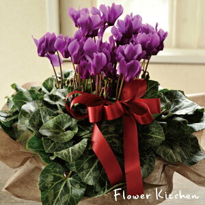 VN NX}X iIׂZi[fBA 5Ԕytz~̒ԃVN Tg[t[Y 󏭂ȐnVNyʌz 2i킩Iׂ A}u[ C