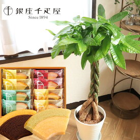 楽天市場 千疋屋 ギフト 種類 植物 パキラ 花 観葉植物 花 ガーデン Diy の通販 楽天市場 千疋屋 ギフト 種類 植物 パキラ 花 観葉植物 花 ガーデン Diy の通販