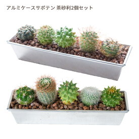 選べる砂利カラー アルミケース サボテン2個セット 寄せ植え『 茶砂利 or 白砂利 』 サボテン 多肉植物 ギフト 観葉植物 誕生日 お祝い 敬老の日 セット インテリア FKTK ゆうパック出荷