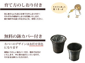 楽天市場 観葉 植物と肥料のセット ベンジャミン 7号鉢 Evo 植物が元気になる肥料 85g ベンジャミン ゴムの木 Evo 観葉植物 有機混合肥料 肥料 栄養剤 プレゼント Fkts Flowerkitchen For Business