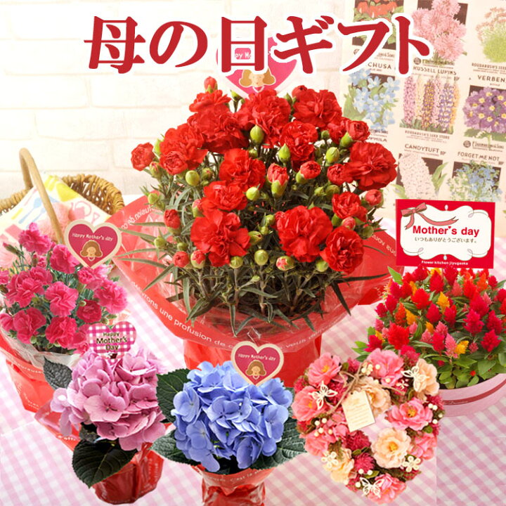 楽天市場 まだ間に合う 最終受付中 母の日 プレゼント 花 ギフト 選べる花鉢 リースカーネーション アジサイ ケイトウ リース母の日ギフト 鉢 生花 鉢植え本州 四国は送料無料 北海道 九州のお届けは送料650円 沖縄県 離島お届け不可 22 Fkhh Flowerkitchen