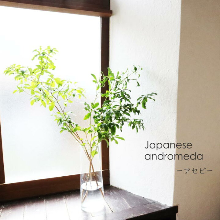 楽天市場 送料無料 季節の選べる素材ミモザ 4本 サクラ 5本 アセビ4本 ユーカリ10本 日時指定不可 植物 北海道 中国 四国 九州 沖縄 離島へのお届け不可ナチュラル 枝 馬酔木 桜 さくら グリーン 枝物 Green インテリア 春 Fktfs Flowerkitchen For Business 楽天市場 送料無料 季節の選べる素材ミモザ 4本 サクラ 5本 アセビ4本 ユーカリ10本 日時指定不可 植物 北海道 中国 四国 九州 沖縄 離島へのお届け不可ナチュラル 枝 馬酔木 桜 さくら グリーン 枝物 Green インテリア 春 Fktfs Flowerkitchen For Business