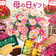 早割 母の日 プレゼント 花 カーネーション 選べる花鉢 花とスイーツ ギフト 鉢植え 生花 5号 花ギフト …