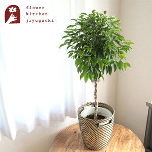 【あす楽】観葉植物 ベンジャミン 8号鉢 +北欧スタイルカゴ ローグコルン北欧スタイルの カゴ付き 観葉 ベンジャミン フィカス・ベンジャミナ 【送料無料】ギフト 育てやすい 観葉植物 イ