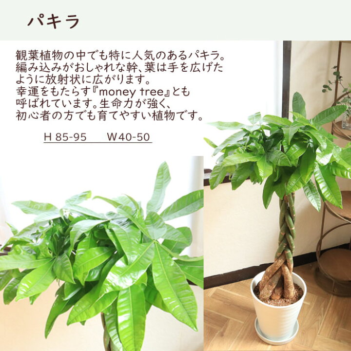 熱販売 ドラセナ コンパクタ 高さ1センチ 葉キズあり Www iwearparts Com