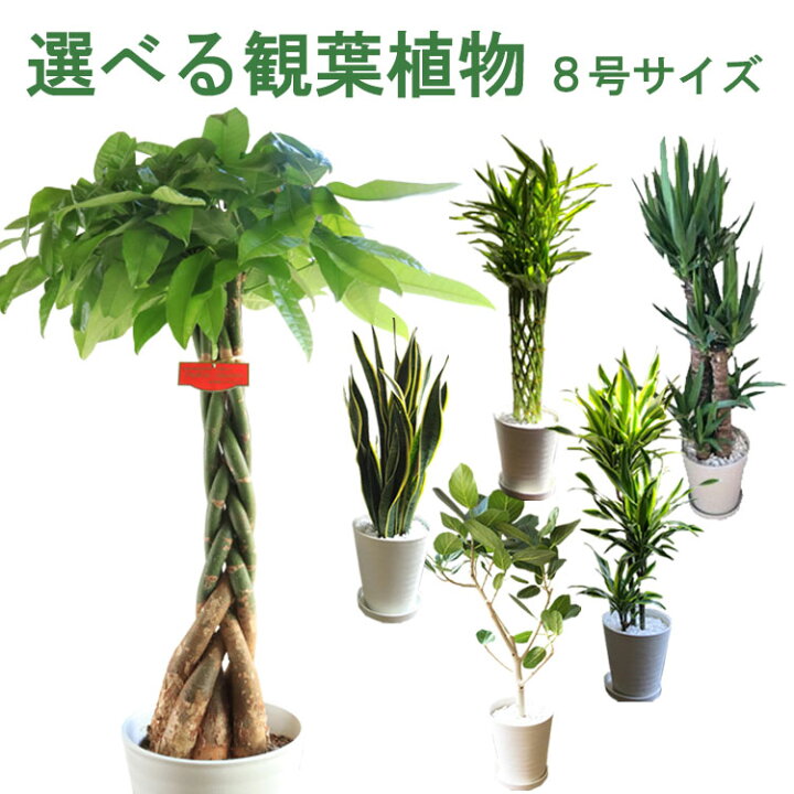 楽天市場 全国送料無料 観葉植物 ８号鉢 選べる観葉 育てやすい 鉢植え御祝 開店祝 開業祝 新築祝 引っ越し祝い 結婚祝 新生活 インテリア セラアート鉢 大型 開店祝い サンスベリア おしゃれ ドラセナ フィカス パキラ ギフト Fktk Flowerkitchen For Business