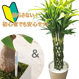 初心者でも安心！観葉植物 ドラセナ サンデリアーナ 8号鉢 サスティーLサイズのセット 【送料無料】 ミリオンバンブー 育てやすい 鉢植え 御祝 開店祝 新築祝 引越祝 結婚祝 新生活 インテリア 大型 インテリア　おしゃれ ギフト FKTK