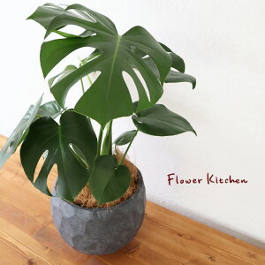 (ϗt)wXe 6 WIg[{EubN V@ہE󂯎Mt xGF3284AƔJo[̃Zbg ϗtA Mtg v[g Xe OXt@Co[ c A ̔ a