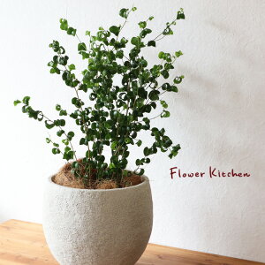 (ϗt)wxW~ obN CmKjbN{E zCg V@ہE󂯎Mt x GF3297 AƔJo[̃Zbg ϗtA Mtg v[g OXt@Co[ a JXj ړ]j