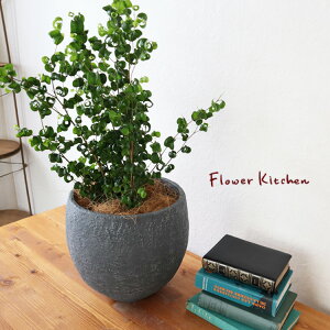 (ϗt)wxW~ obN CmKjbN{E ubN V@ہE󂯎Mt xGF3301 AƔJo[̃Zbg ϗtA Mtg v[g OXt@Co[ a JXj ړ]j 