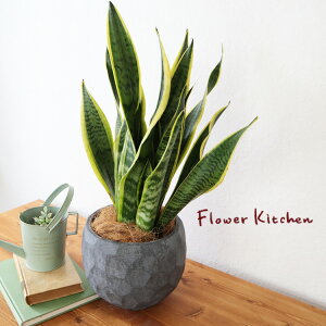 (ϗt)wTXxA 6 WIg[{E ubN V@ہE󂯎Mtx GF3284 AƔJo[̃Zbg ϗtA Mtg v[g OXt@Co[ a JXj ړ]j Vz