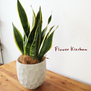 (ϗt)wTXxA 6 WIg[Eh W V@ہE󂯎MtxGF3285 AƔJo[̃Zbg ϗtA Mtg v[g OXt@Co[ a JXj ړ]j Vzj z