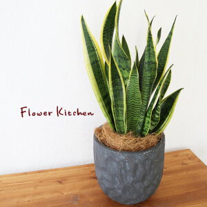 (ϗt)wTXxA 6 WIg[Eh ubN V@ہE󂯎Mtx GF3286 AƔJo[̃Zbg ϗtA Mtg v[g OXt@Co[ a JXj ړ]j V