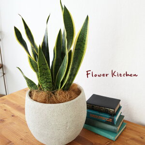 (ϗt)wTXxA 6 CmKjbN{E zCg V@ہE󂯎MtxGF3297 AƔJo[̃Zbg ϗtA Mtg v[g OXt@Co[ a JXj ړ]j Vz