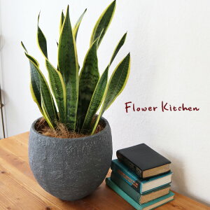 (ϗt)wTXxA 6 CmKjbN{E ubN V@ہE󂯎MtxGF3301 AƔJo[̃Zbg ϗtA Mtg v[g OXt@Co[ a JXj ړ]j Vz