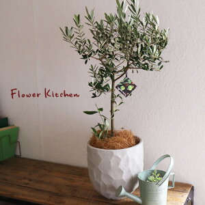 (ϗt)wi킨܂ I[u 6 WIg[Eh W V@ہE󂯎Mtx GF3285 AƔJo[̃Zbg ϗtA Mtg v[g OXt@Co[ a JXj ړ]j V