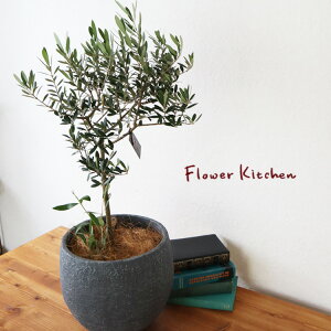 (ϗt)wi킨܂ I[u 6 CmKjbN{E ubN V@ہE󂯎MtxGF3301 AƔJo[̃Zbg ϗtA Mtg v[g OXt@Co[ a JXj 