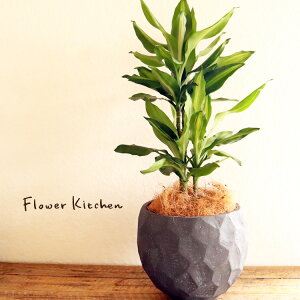 (ϗt)whZi WF 6 WIg[{E ubN V@ہE󂯎Mtx GF3284 AƔJo[̃Zbg ϗtA Mtg v[g FV you-zen OXt@Co[ a JXj