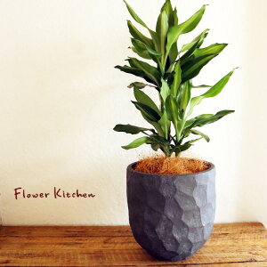 (ϗt)whZi WF 6 WIg[Eh ubN V@ہE󂯎Mtx GF3286 AƔJo[̃Zbg ϗtA Mtg v[g FV you-zen OXt@Co[ a JX