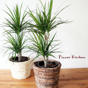 ドラセナ 鉢の人気商品 通販 価格比較 価格 Com