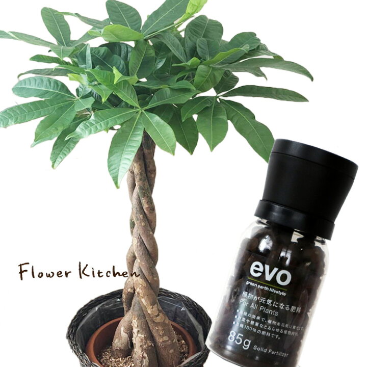 楽天市場 観葉 植物と肥料のセット パキラ 7号鉢 Evo 植物が元気になる肥料 85g パキラ Evo 観葉植物 有機混合肥料 肥料 栄養剤 プレゼント Fktk Flowerkitchen For Business