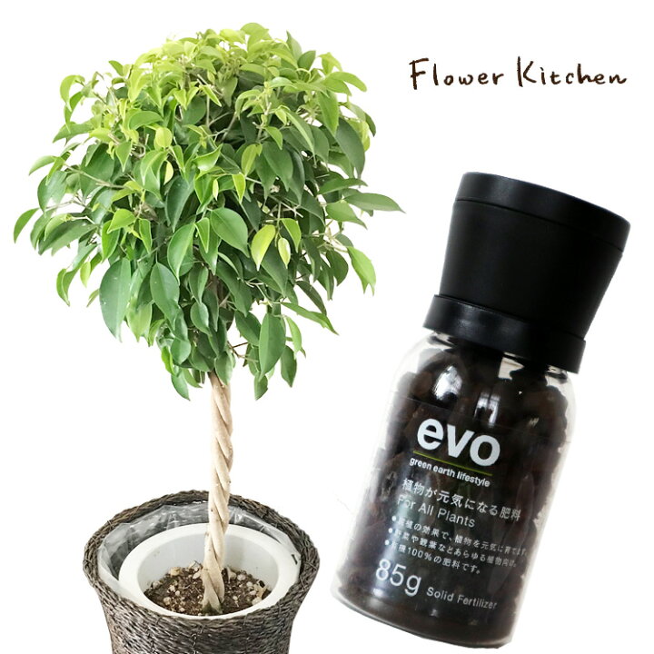 楽天市場 観葉 植物と肥料のセット ベンジャミン 7号鉢 Evo 植物が元気になる肥料 85g ベンジャミン ゴムの木 Evo 観葉植物 有機混合肥料 肥料 栄養剤 プレゼント Fktk Flowerkitchen For Business
