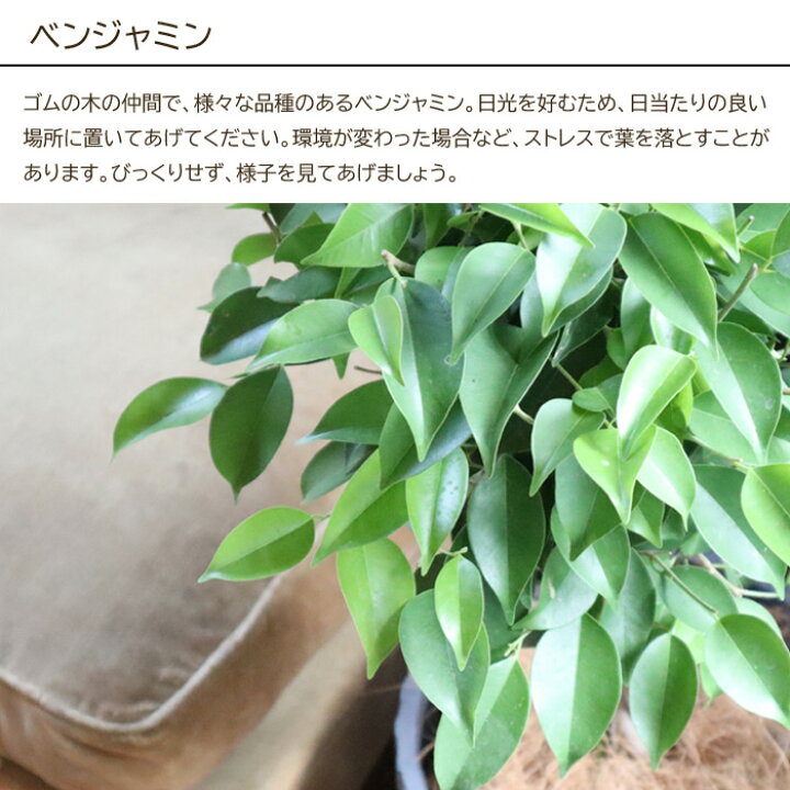 楽天市場 観葉 植物と肥料のセット ベンジャミン 7号鉢 Evo 植物が元気になる肥料 85g ベンジャミン ゴムの木 Evo 観葉植物 有機混合肥料 肥料 栄養剤 プレゼント Fktk Flowerkitchen For Business