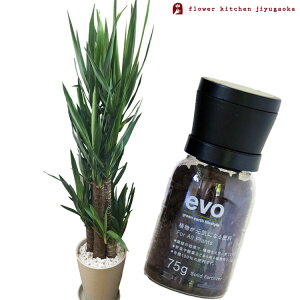 �i�ϗt�j�y�A���Ɣ엿�̃Z�b�g�z�w ���b�J 8�� ���Z���[�g�� + evo �A�������C�ɂȂ�엿 75g �x ���b�J �N�̖� evo �ϗt�A�� �L�@�����엿 �엿 �h�{�� �v���[���g FKTK