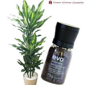 iϗtjyAƔ엿̃Zbgzw hZi WF 8 Z[g + evo ACɂȂ엿 75g x hZi WF K̖ evo ϗtA L@엿 엿 h{ v[g FKTK