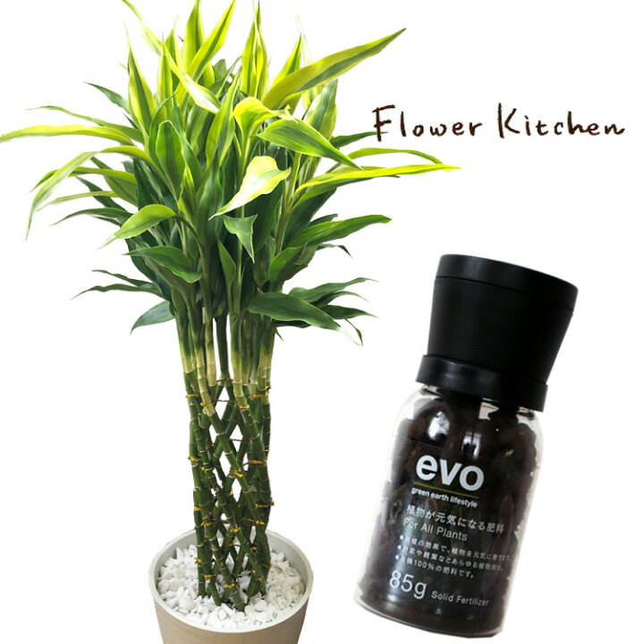 楽天市場 観葉 植物と肥料のセット ドラセナ サンデリアーナ 8号 白セラート鉢 Evo 植物が元気になる肥料 85g ドラセナ サンデリアーナ ミリオンバンブー ラッキーバンブー Evo 観葉植物 有機混合肥料 肥料 栄養剤 プレゼント Fktk Flowerkitchen For